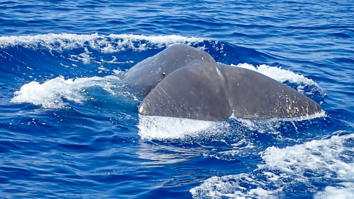 Whale watching