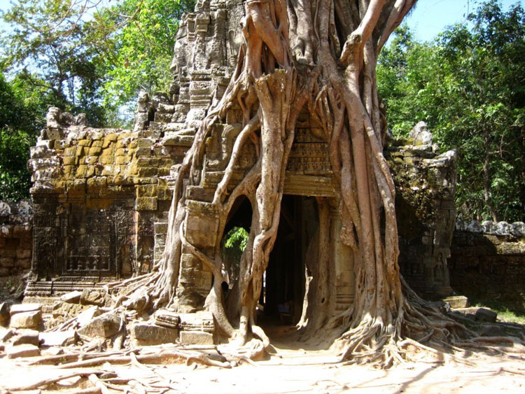 Ta Prohm Jungle Temple