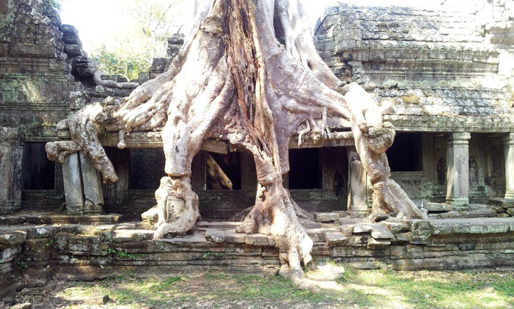 Ta Prohm Temple covered by Trees