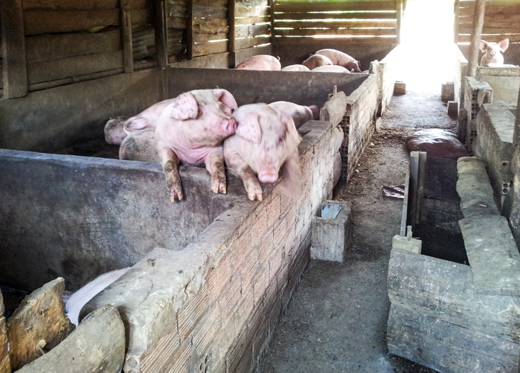 Pig barn Vietnamese farm