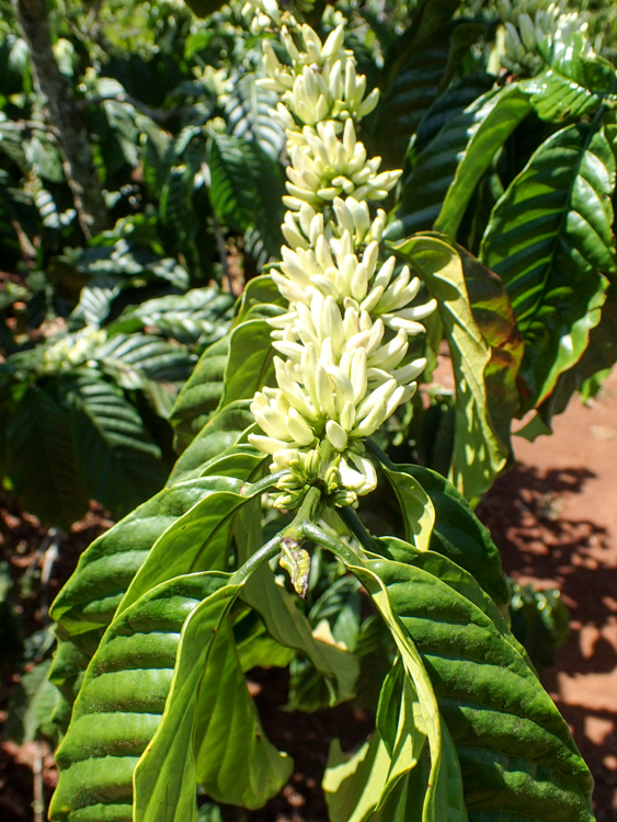 Robusta Coffee Plant