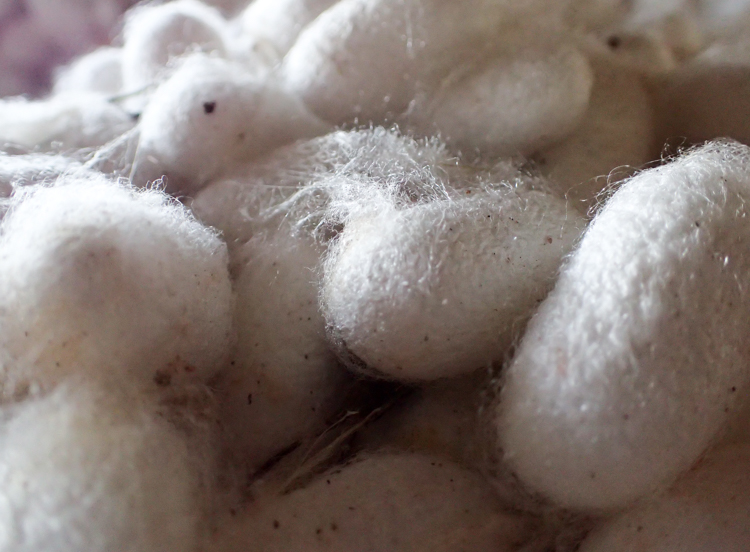 Silk Cocoons up close