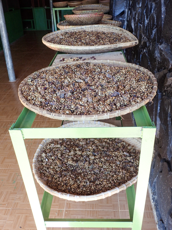 Baskets of Weasel Droppings Coffee Beans