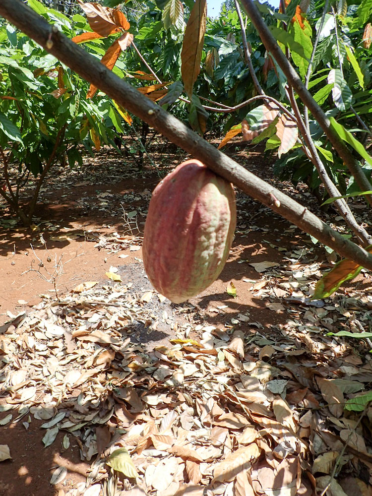 Cocoa fruit on a tree in Vietnam