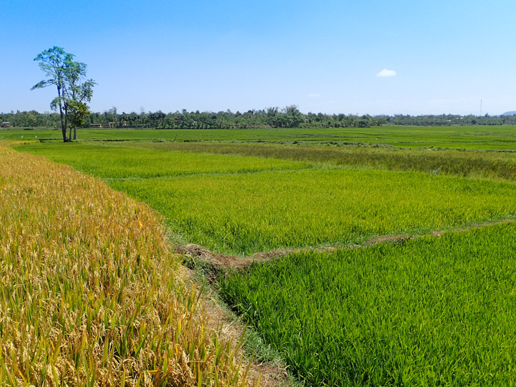 Rice fields in Vietnam's Central Highlands