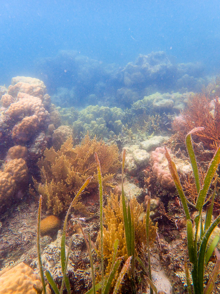Korallen vor Dimalanta Island