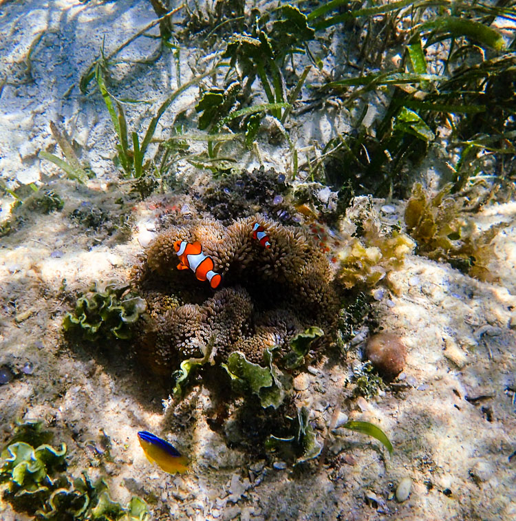 Real Life Nemo Clown Fish