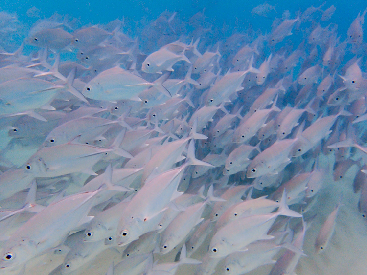 School of Fish Palawan