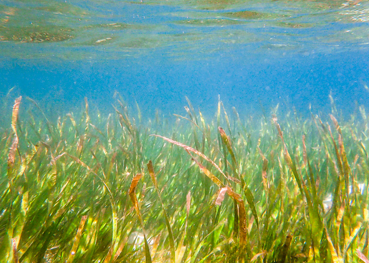 Seagrass at Diatoy Island Palawan