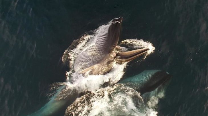 Fin whales feeding