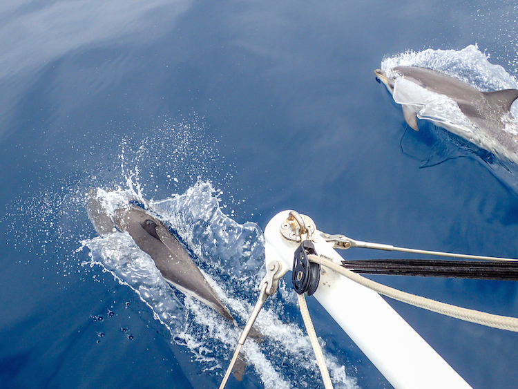 Sailing with Dolphins